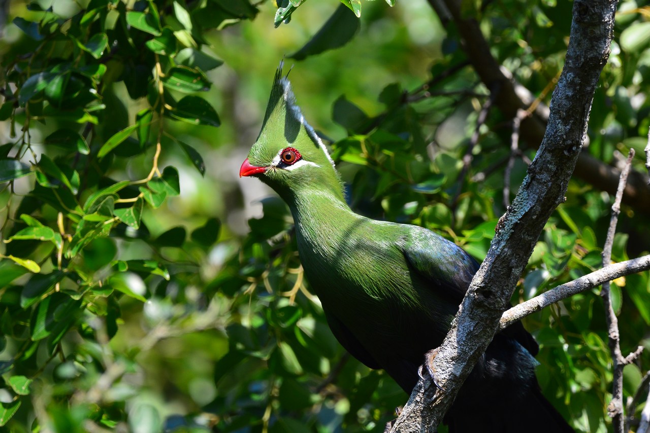 Tauraco livingstonii cabanisi